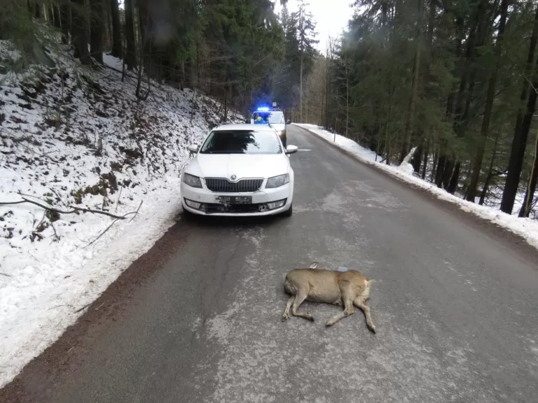 Srazili jste srnku? Poradíme krok za krokem, co dělat a na co nezapomenout